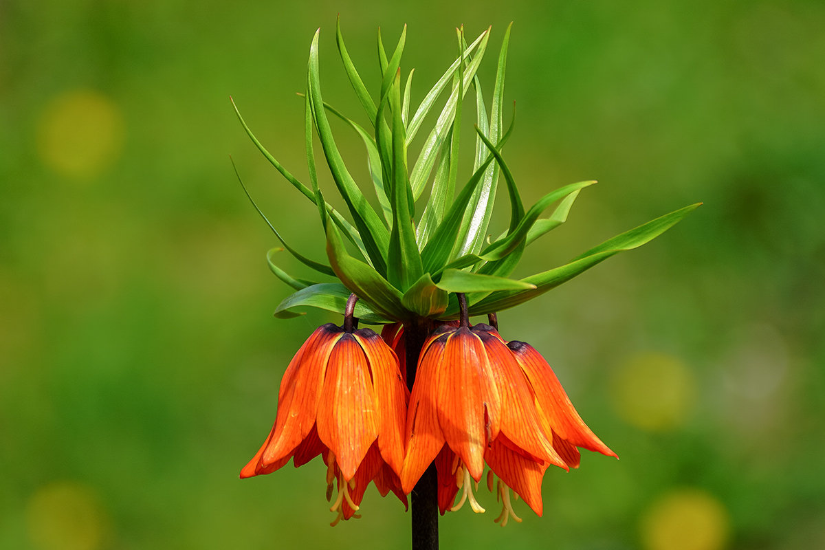 Рябчик императорский фото цветок. Рябчик императорский (фритиллярия). Королевский рябчик цветок. Королевский рябчик цветок. Рябчик императорский.