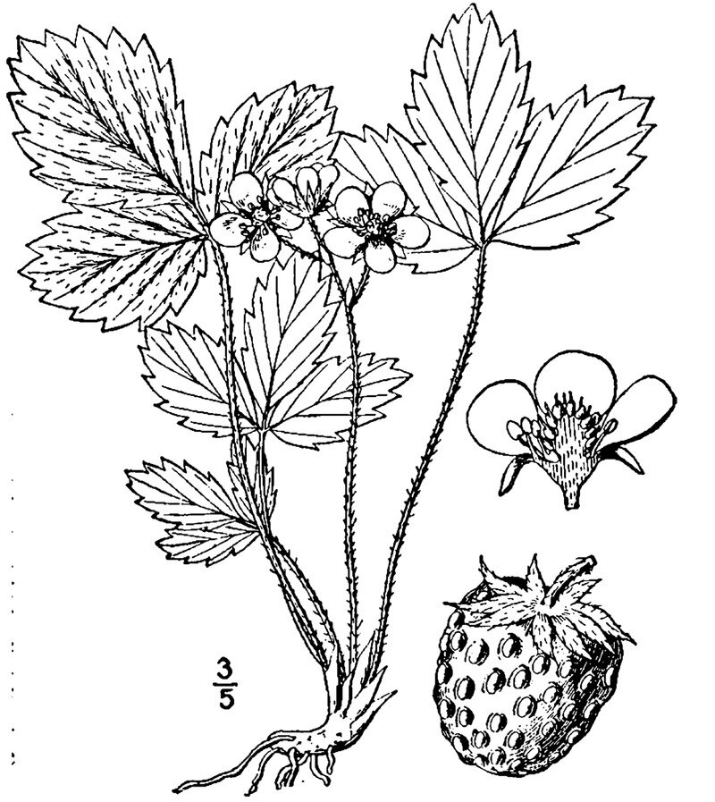 Ботаническая иллюстрация. Britton, N.L., A. Brown, книга «An illustrated flora of the northern United States, Canada and the British Possessions», 1913 г.