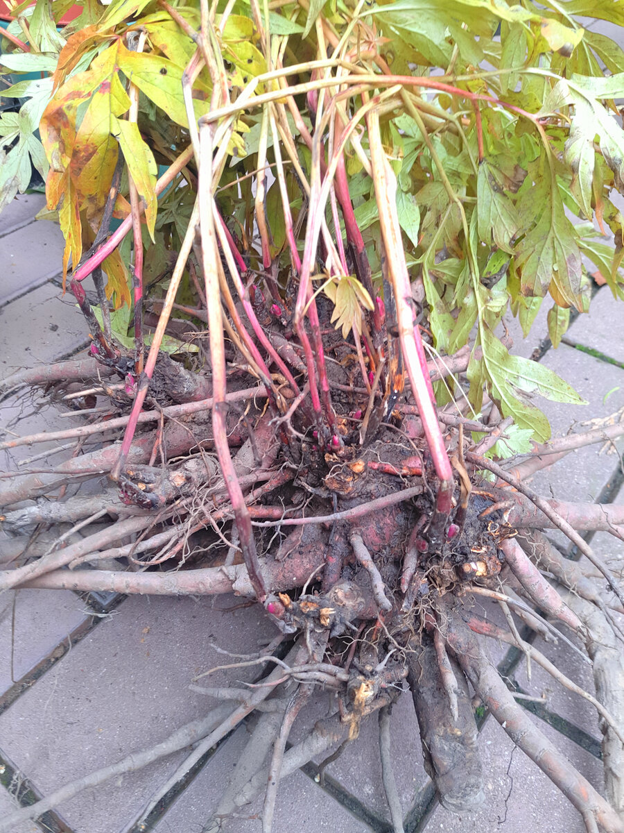  Пион еmodi Late Windflower