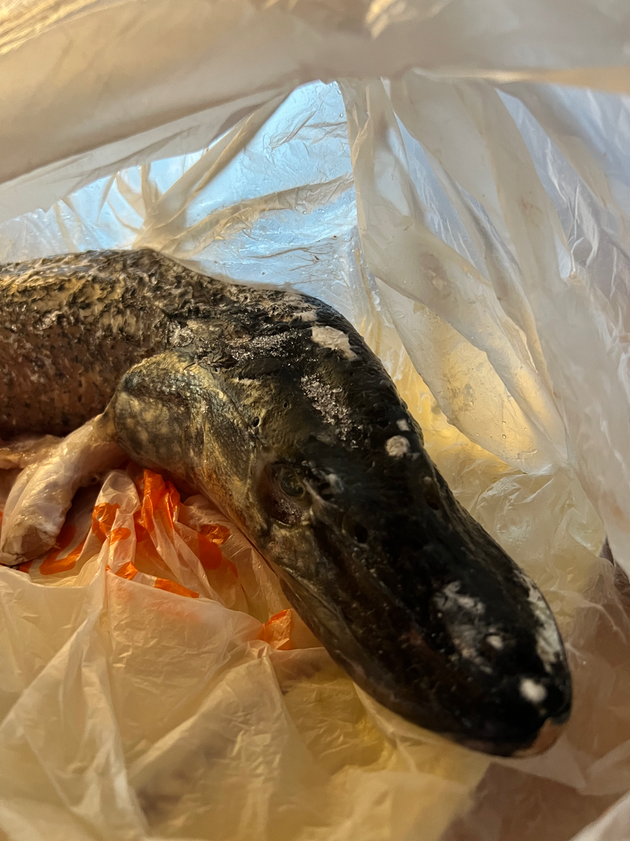 Размораживаем щуку