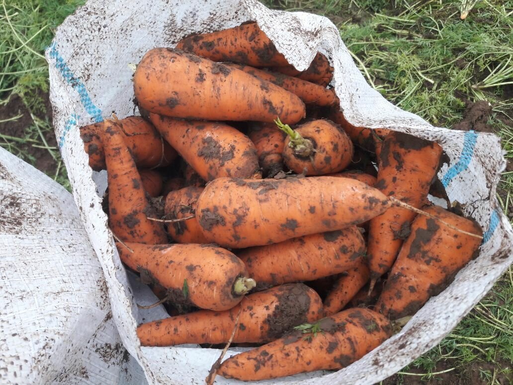 Сейчас убираю морковь. Излишки тоже есть, но продавать прям боязно