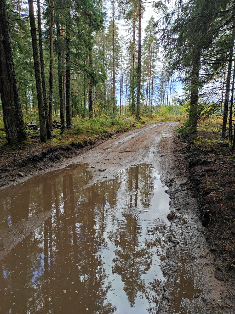 Осенний лес