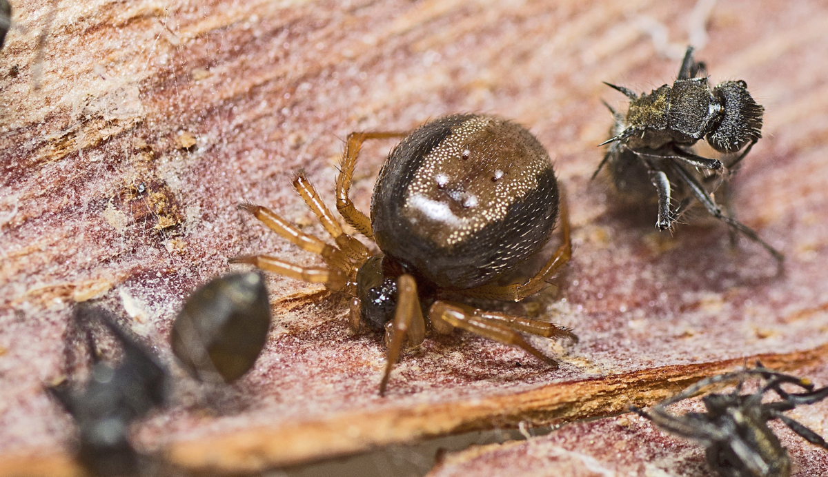 Пока остальные пауки боятся муравьёв, этот спокойно дрыхнет среди их высосанных до суха тел. 