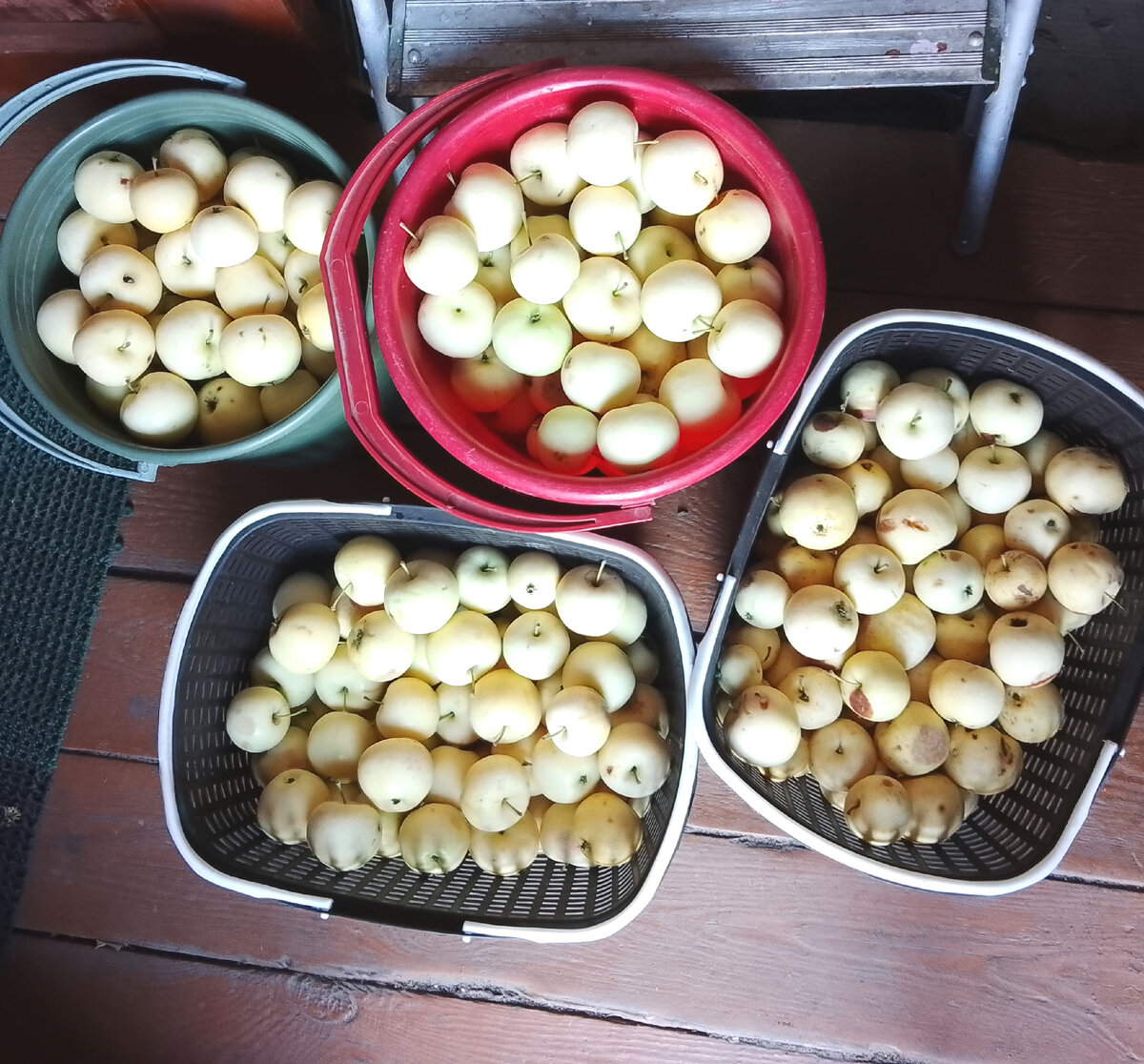 Часть урожая яблок, собранных с нашей яблони. 