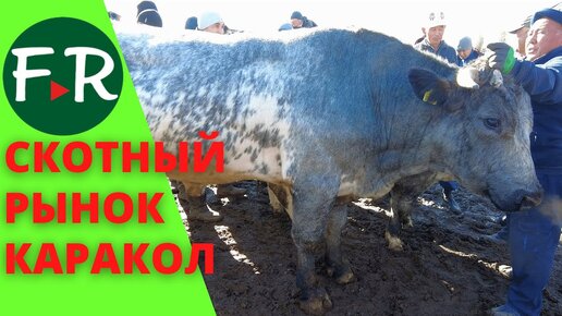 Столько скота я ещё не видел! Скотный рынок г. Каракол. Бычки на откорм, коровы, овцы, лошади.