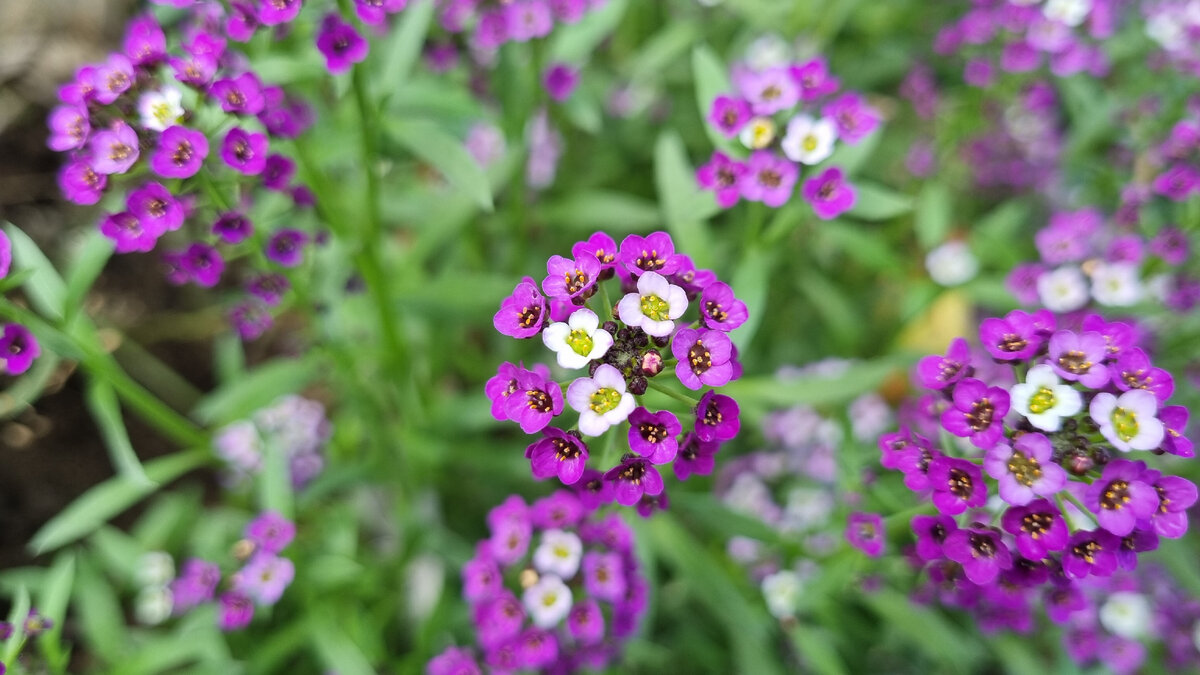 немного осеннего цветения