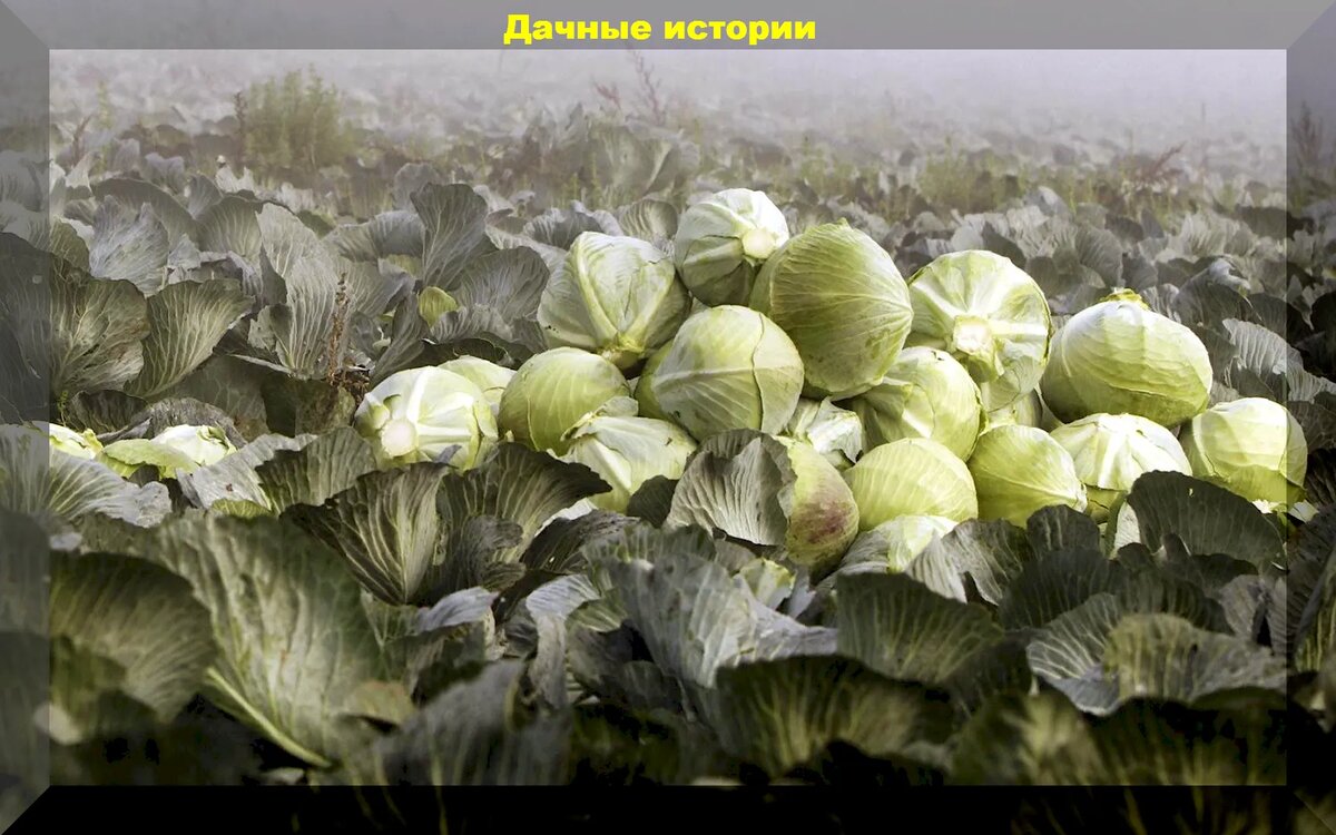 https://vk.com/photo-159774511_457256539