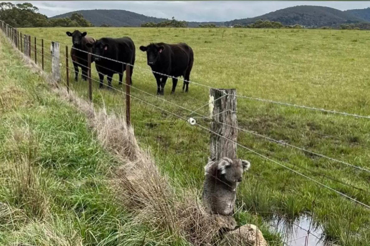     Люди случайно заметили коалу, которая забралась в ловушку из прутьев