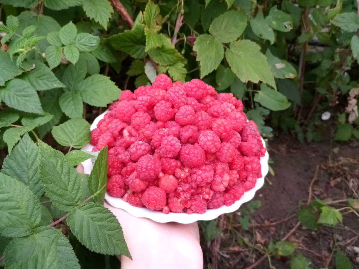 Фото автора канала Будь Здоров! Крепкое здоровье