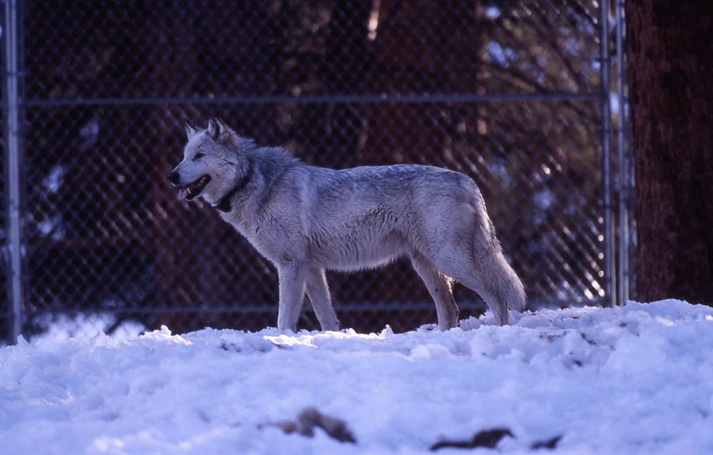 Yellowstone Wolf Pack Druid Peak 21m. Альфа волк. Стая друидов волки. Волчья стая матч.