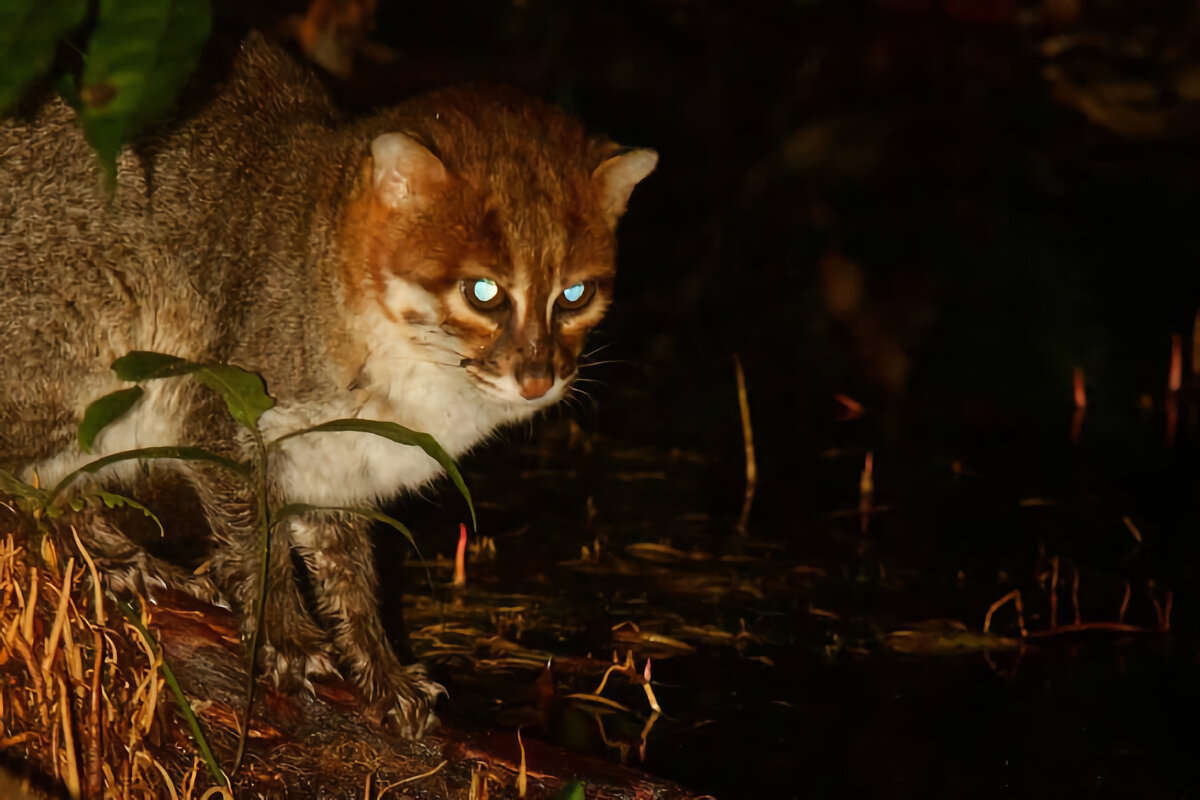 Как выживает суматранская кошка — жительница влажных тропических лесов |  Приключения натуралиста | Дзен