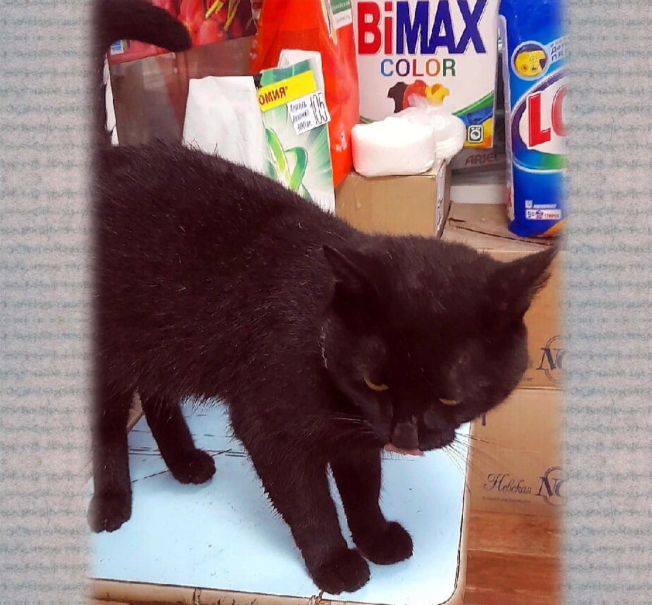 Котик настойчиво просится во все магазинчики и павильоны на площади