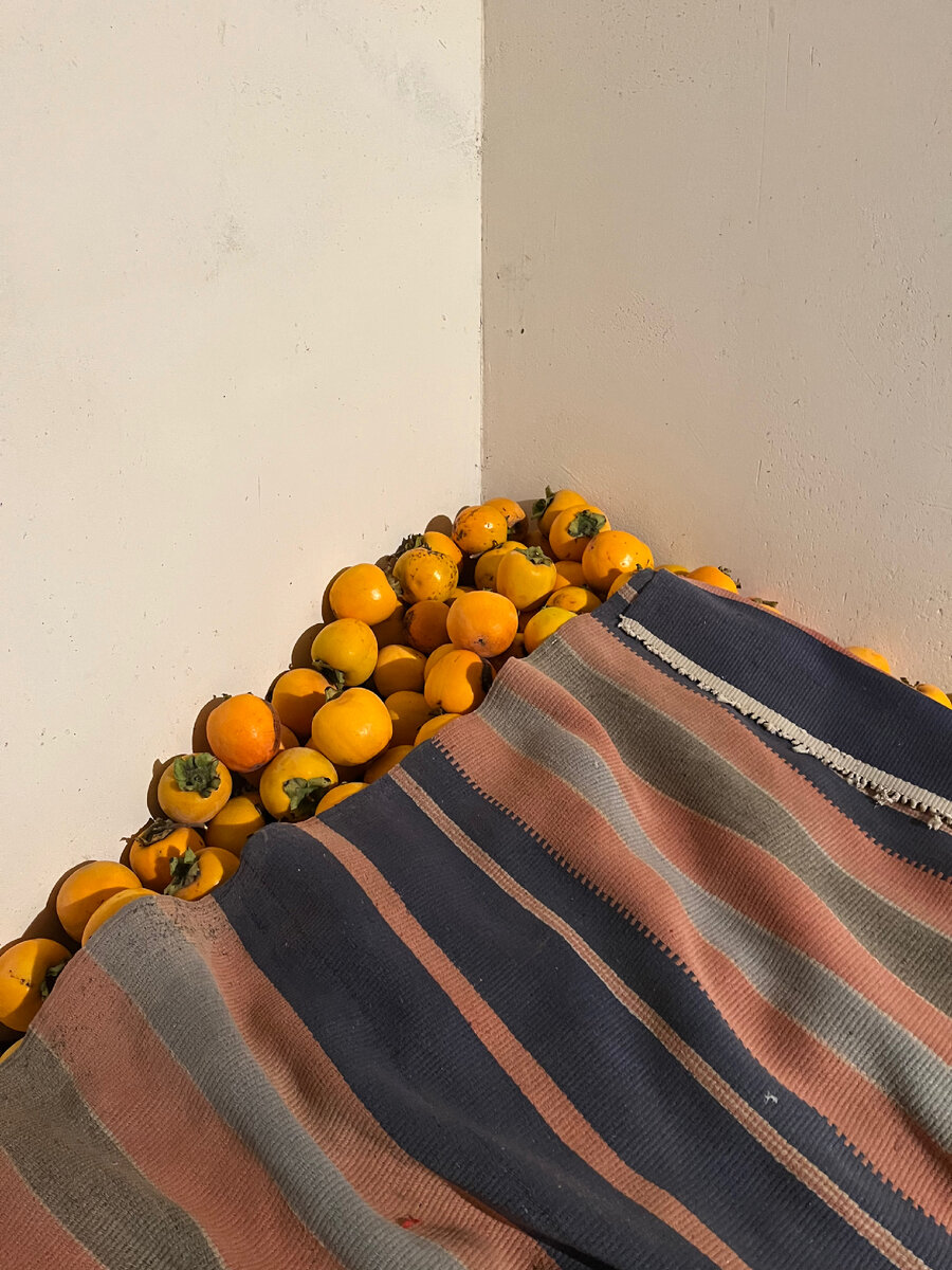 Урожай хурмы