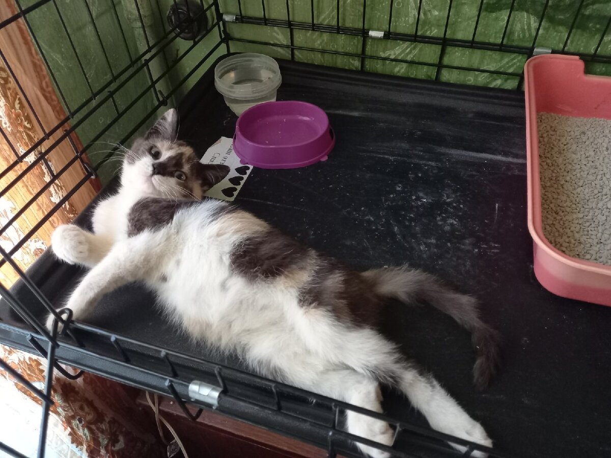 Шикарная Клёпа, "отъевшая" попу. ))) Наконец-то девчушка стала расслабляться и забывать о своём бездомном прошлом! ) (Фото из личного архива автора).