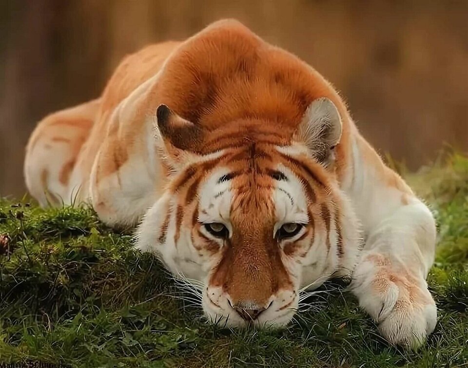 Удивительный золотистый тигр