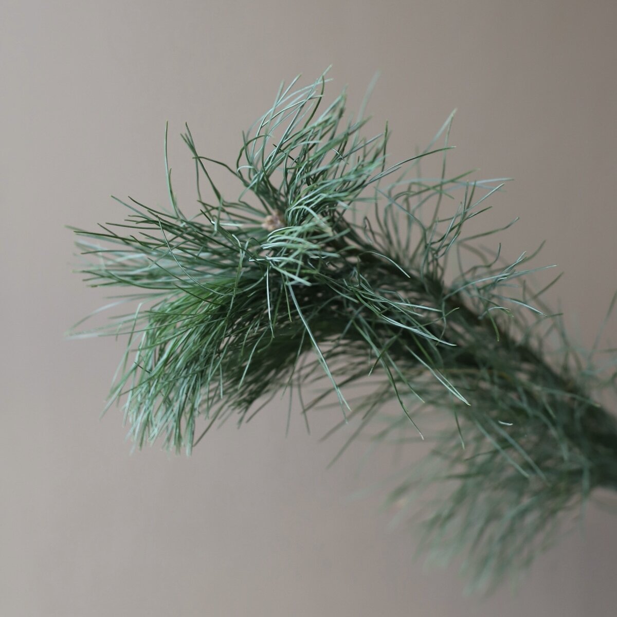 Сосна или пинус