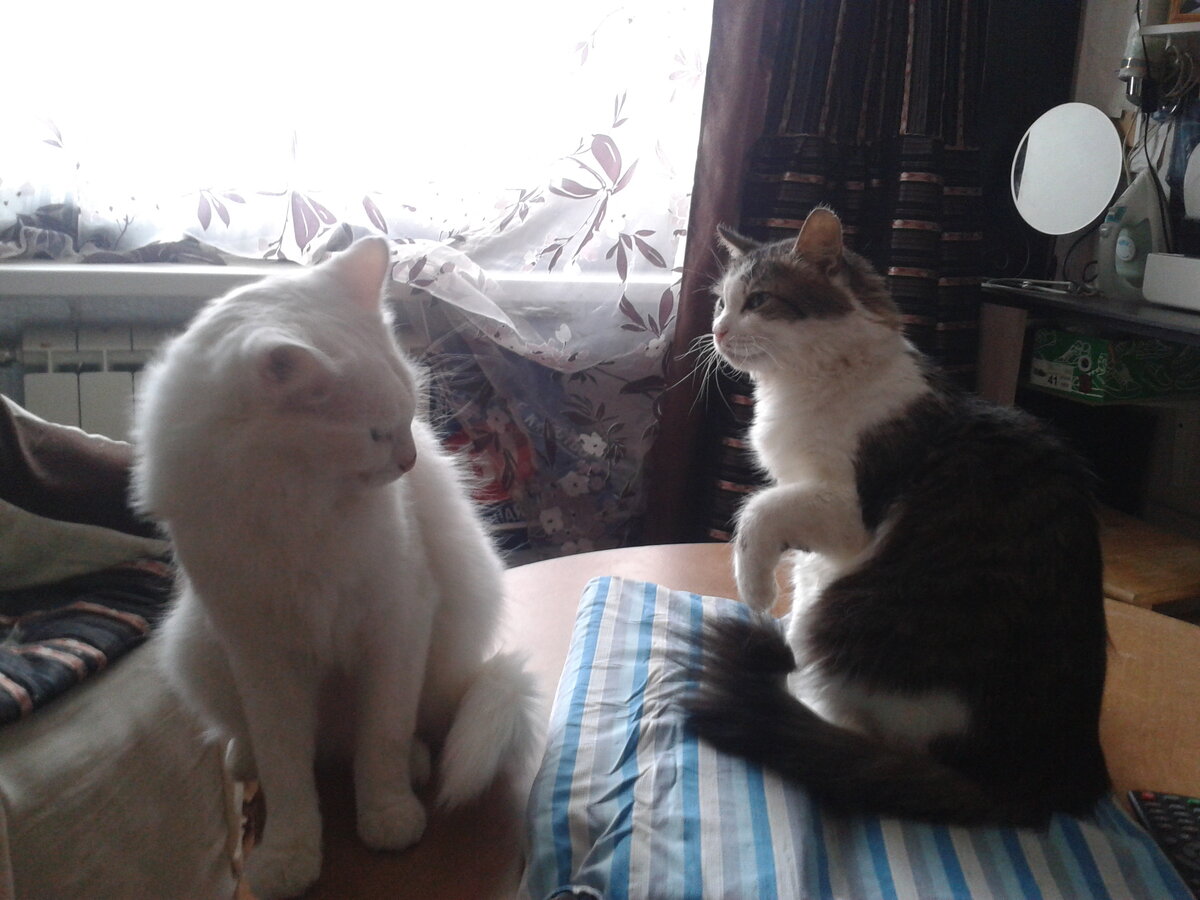 Беляш и Муся: урок хороших манер