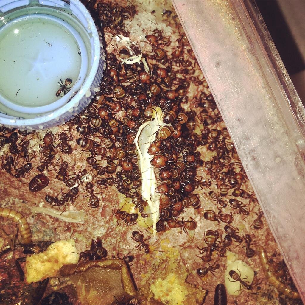 Муравьи питаются растительной и животной пищей