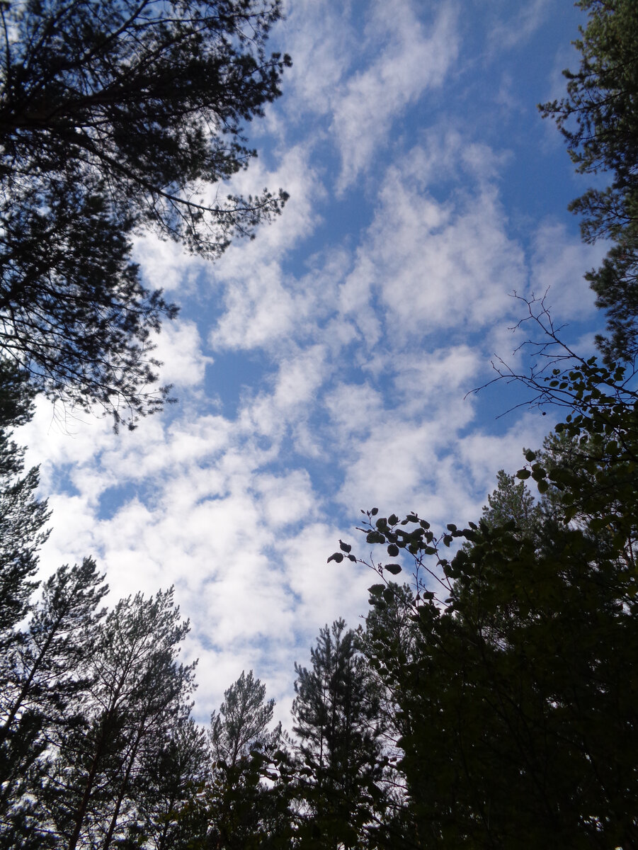 природа в деревне))) фото из архива