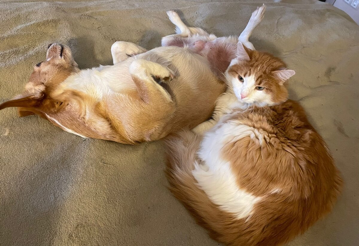 Только небольшой процент животных легко и сразу бросается дружить с новым другом. Чтобы избежать стресса, знакомьте животных постепенно