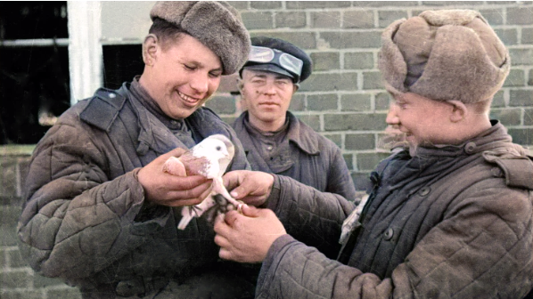 Зачем в СССР мобилизовали всех голубей в армию. Что придумали немцы, чтобы бороться с ними?