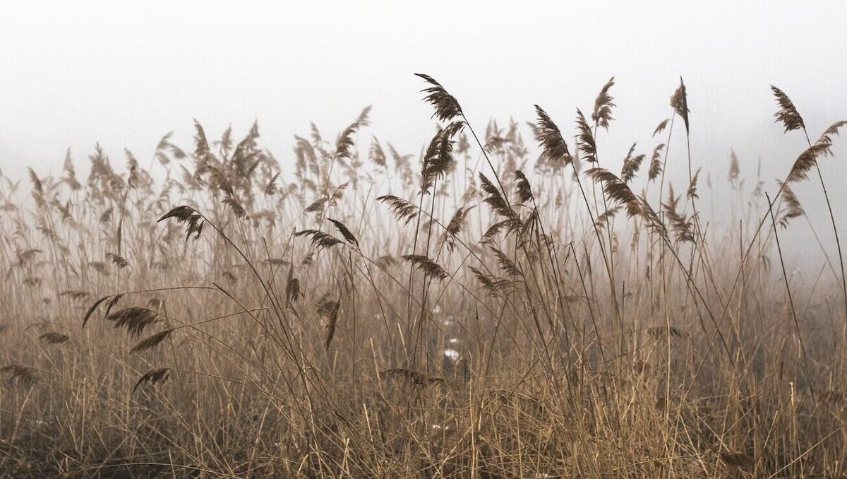     В субботу и воскресенье 19 и 20 ноября в Ростове-на-Дону будет аномально тепло, но дождливо, сообщили синоптики.