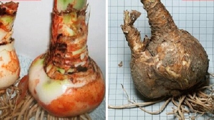 Слева луковицы гиппеаструма, справа амариллиса