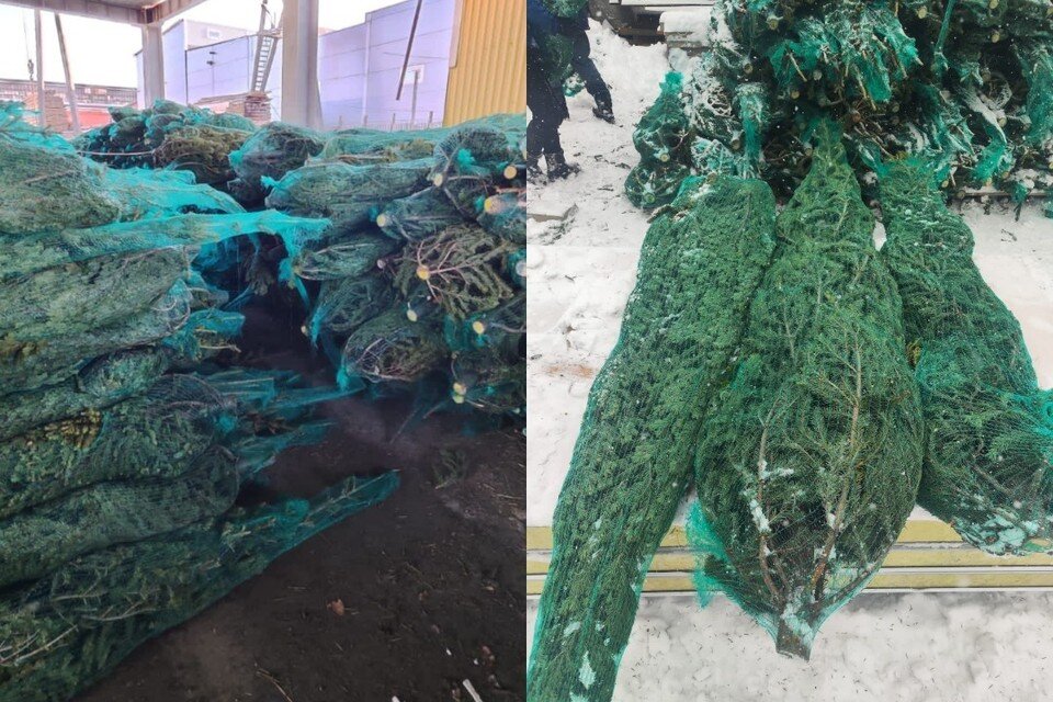     В Новосибирск привезли первые новогодние пихты. Фото: Управление Россельхознадзора по Новосибирской и Томской областям.