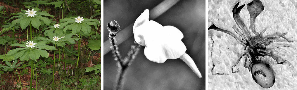 
Paris japonica — обладатель самого большого генома среди наземных растений, а Genlisea tuberosa (справа) — самого маленького. На фотографиях показаны цветок генлисеи и целое растеньице, выкопанное из земли. Хорошо видны клубенек, из-за которого вид получил название tuberosa, и пучок подземных листьев.