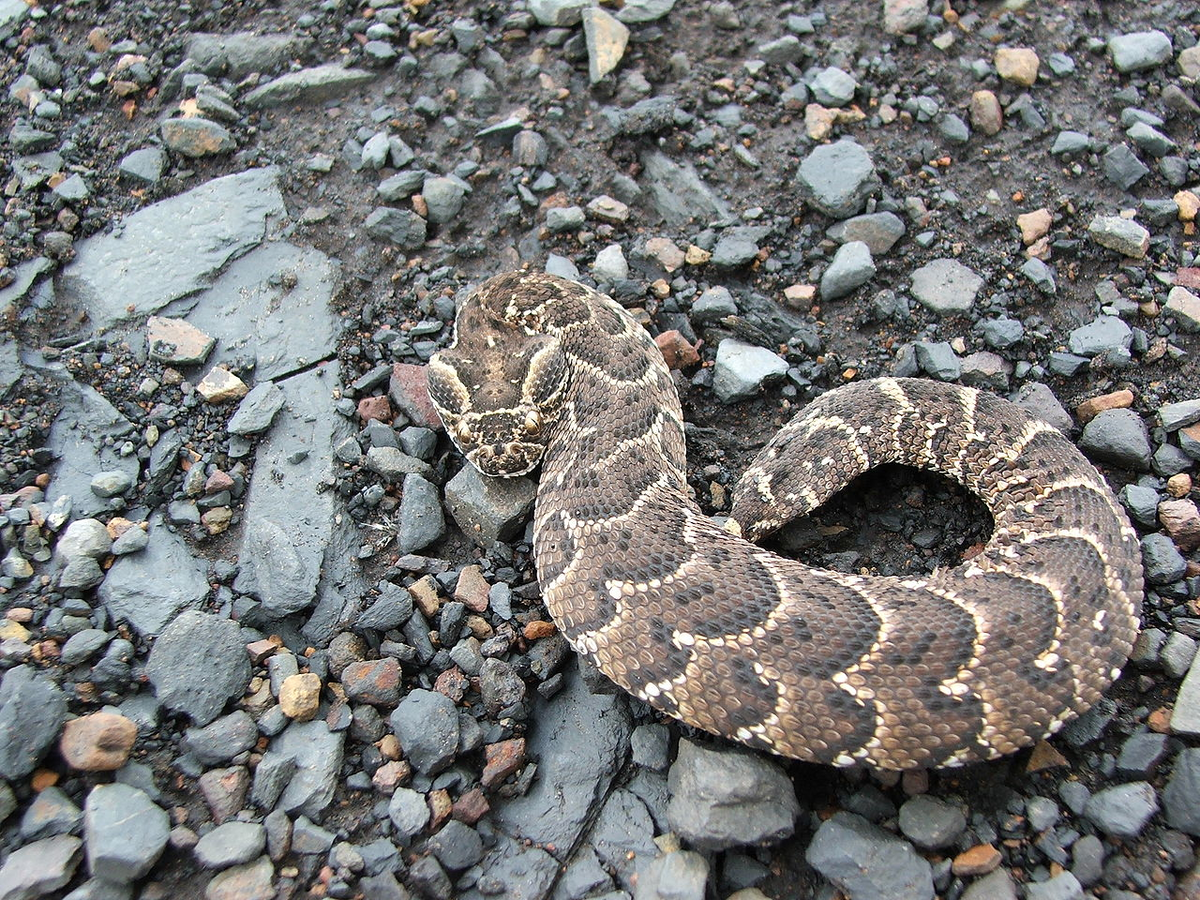 Шумящая гадюка обладает коренастым телом. Фото: Johannes van Rooyen. 