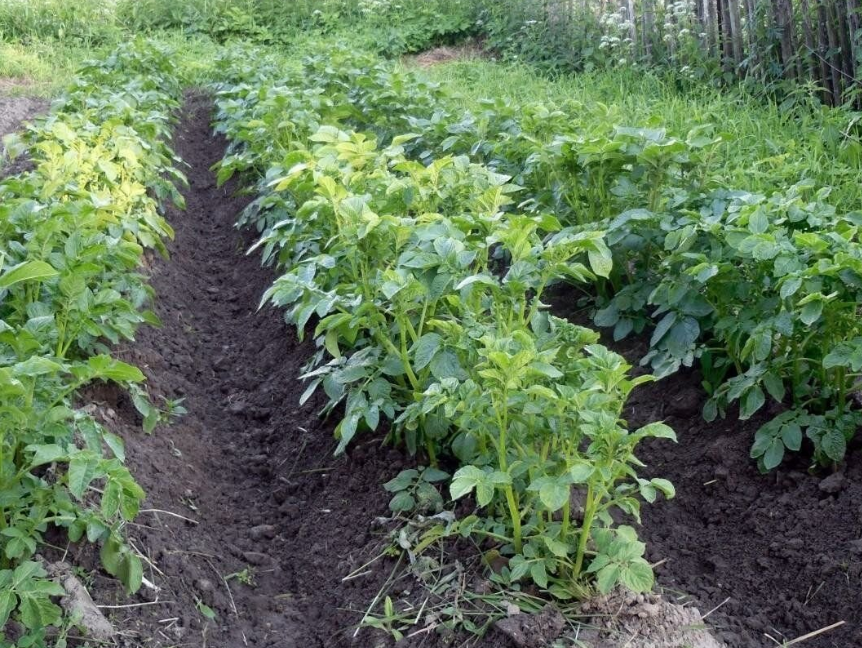 Фотография взята из источника selskaya-zhizn.ru 