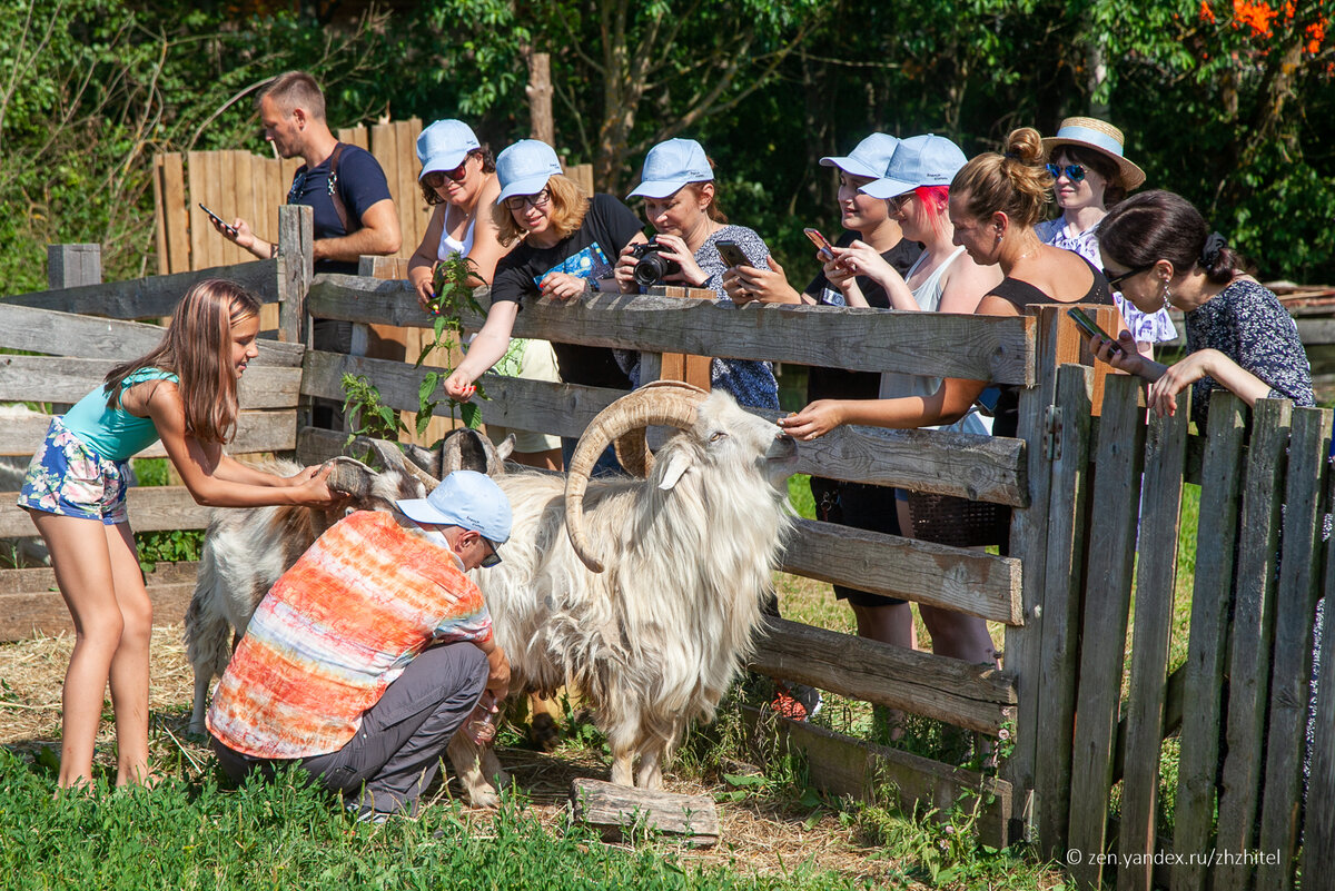 Все хотят посмотреть, как будут доить козла