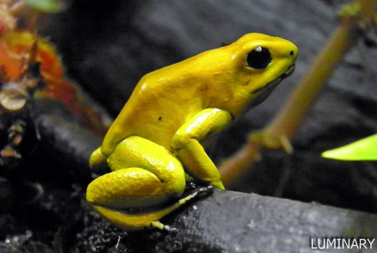 Листолаз ужасный