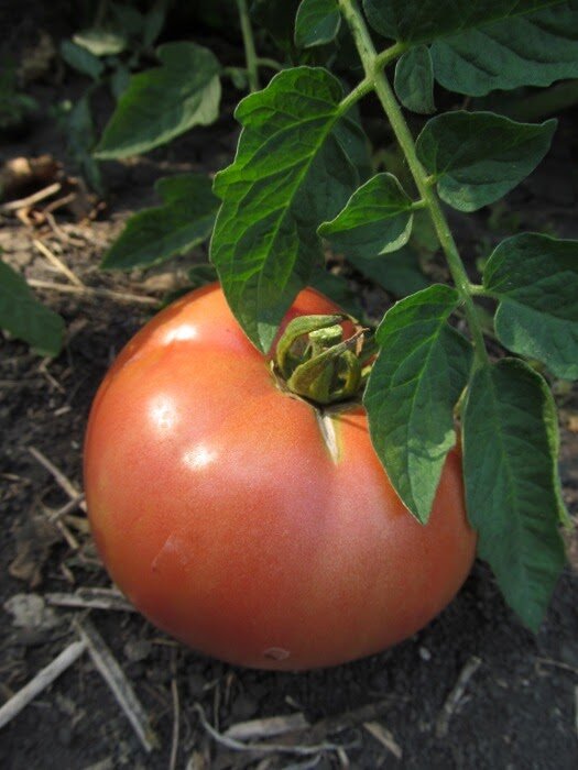 Как часто поливать помидоры в жару