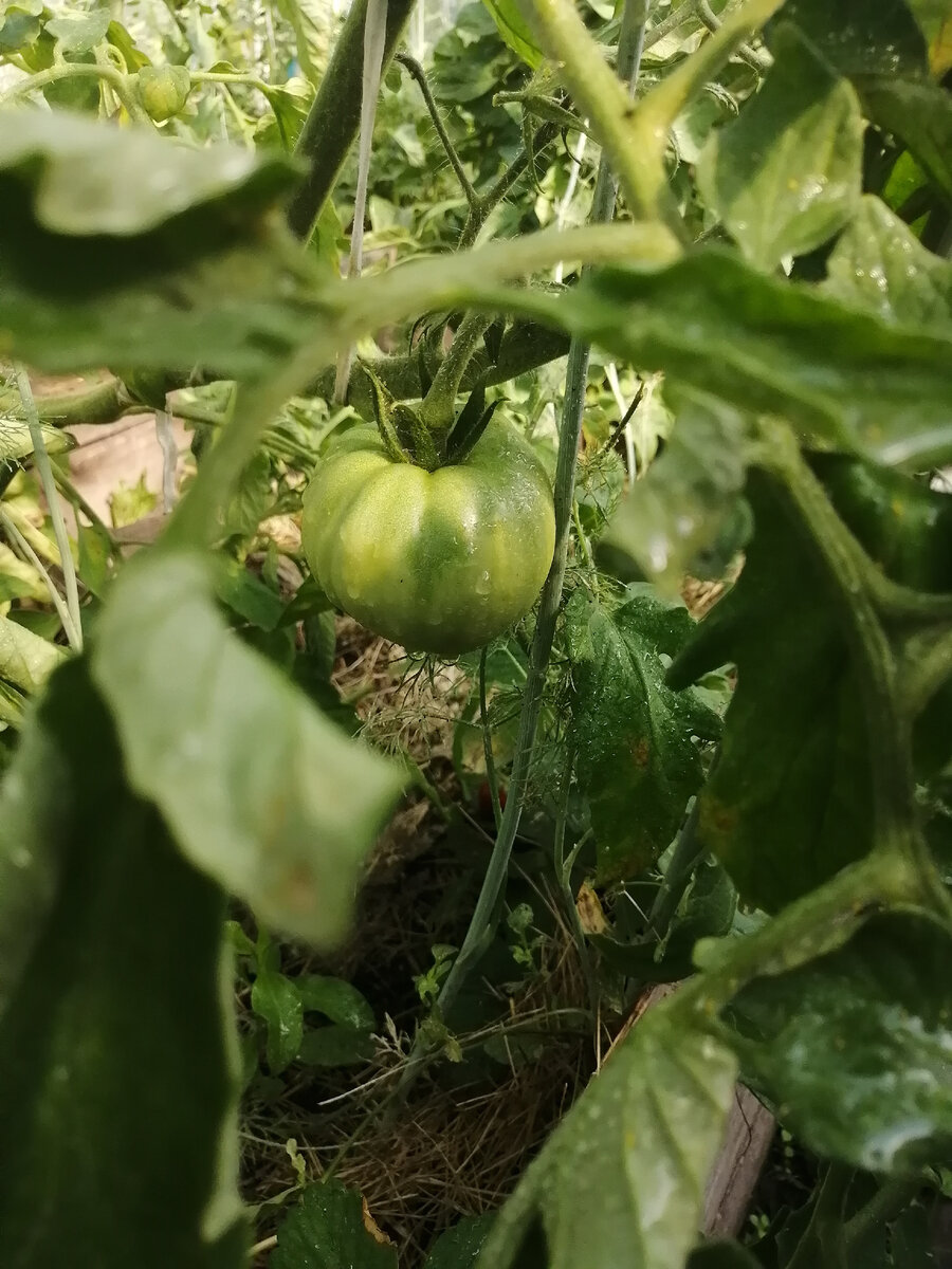 Помидор в теплице