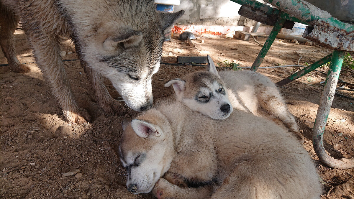 Карантинные будни. 