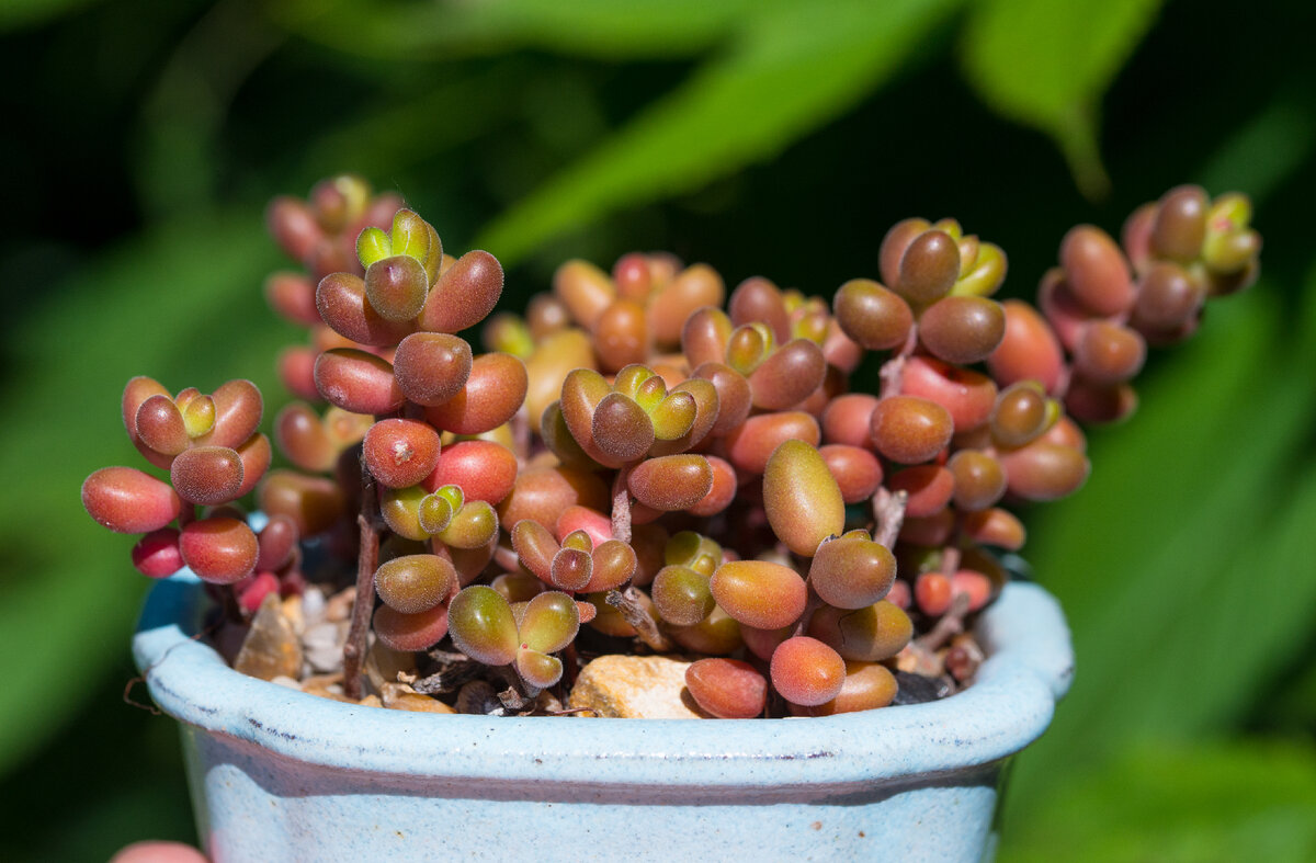 2. Sedum stahlii, листик 5-8 мм, немного опушено, для компактности и цвета нужны спартанские условия.