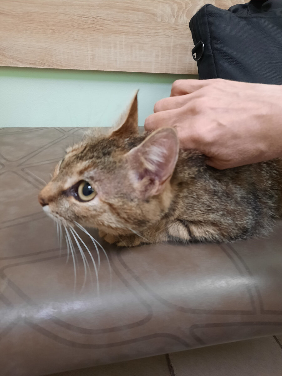 КИСА НАЙДЕНА 9 МАЯ 