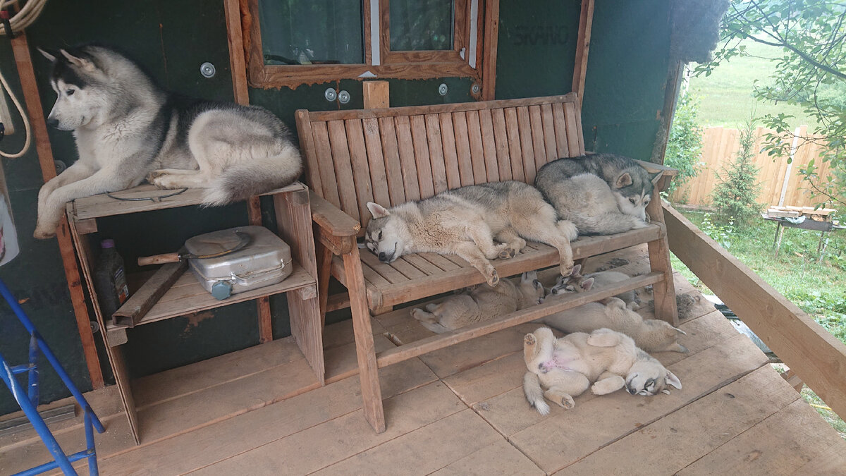 Вот типичные Гипер активные и неугомонные Хаски