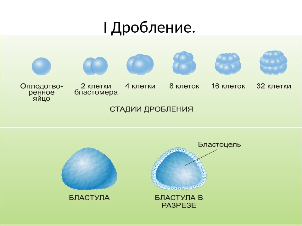 Дроблением называют. Дробление зиготы это в биологии. Дробление зиготы этапы онтогенеза. Процесс дробления зиготы рисунок. Онтогенез стадии дробления.