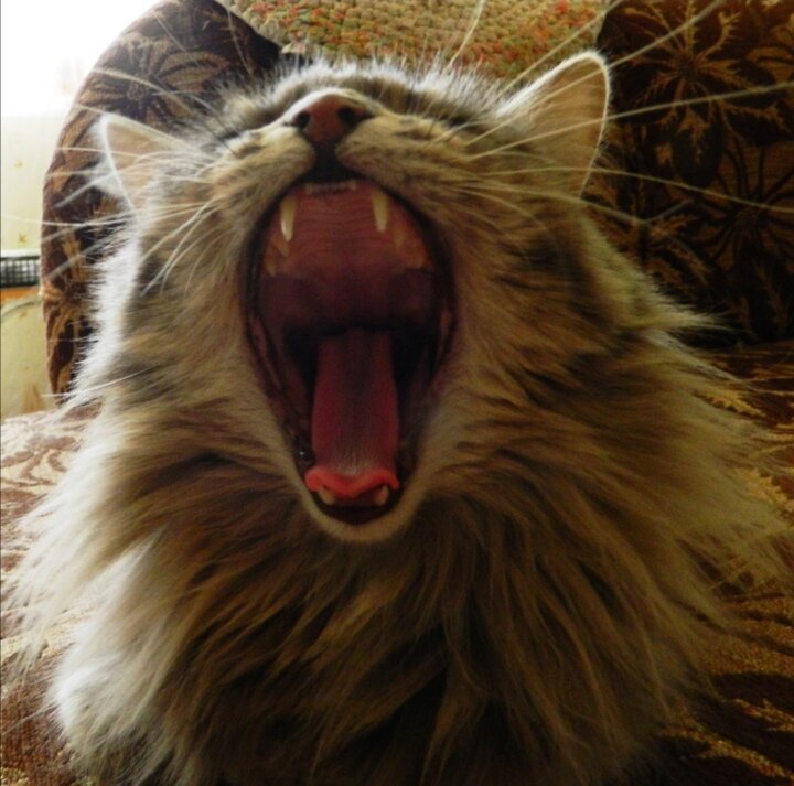 Кошки тоже зависят от других