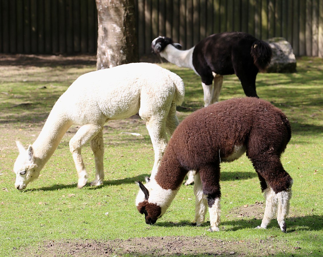 Источник фото: https://commons.wikimedia.org/wiki/File:Alpaka_Lama_pacos_Zoo_Augsburg-01.jpg