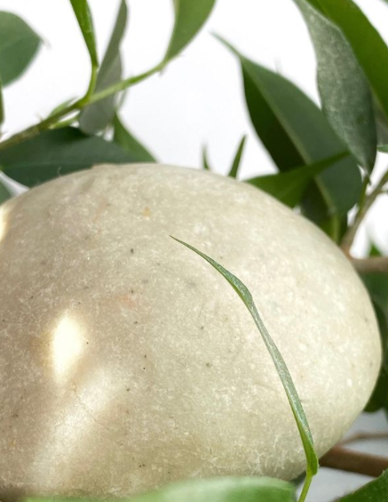 мой твердый шампунь с чайным деревом 