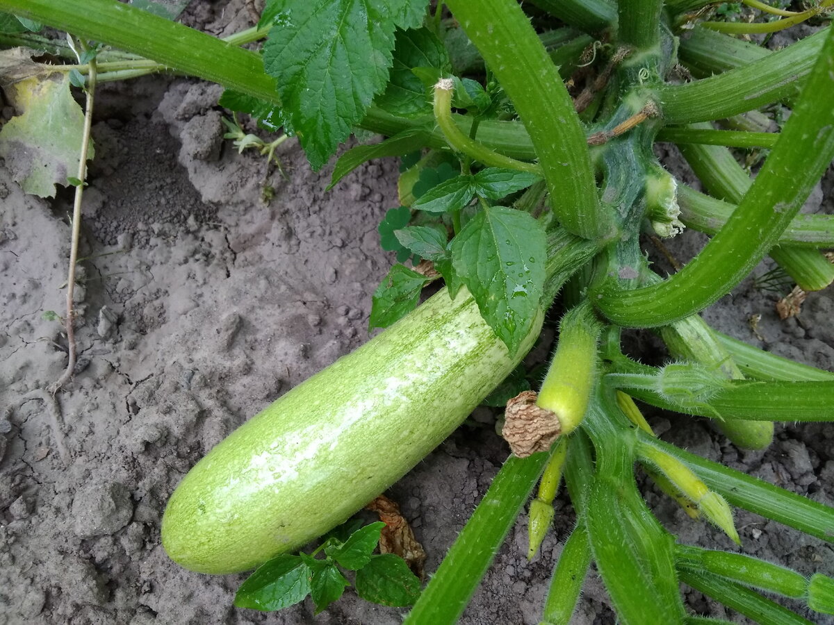 Уже готовый кабачок