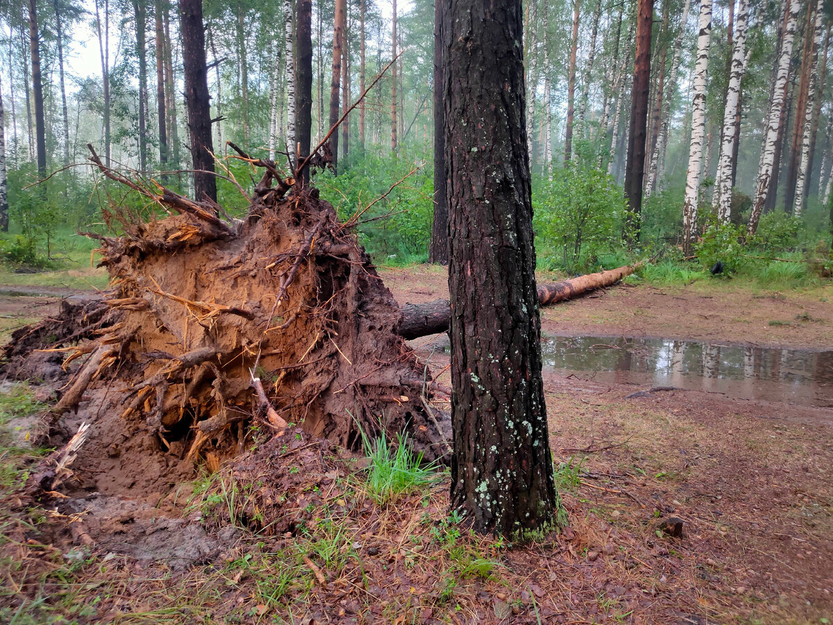 С корнями. Перегородило одну из дорог...