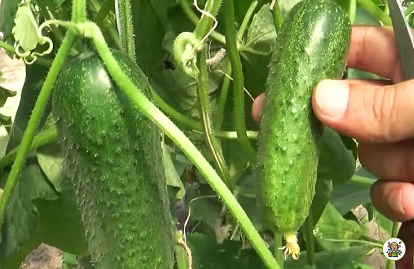 Урожай огурцов