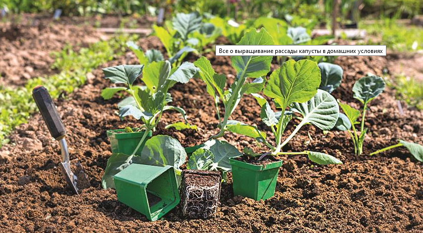 Вырастить капусту на своем участке совсем не сложно, достаточно придерживаться определенной технологии. 