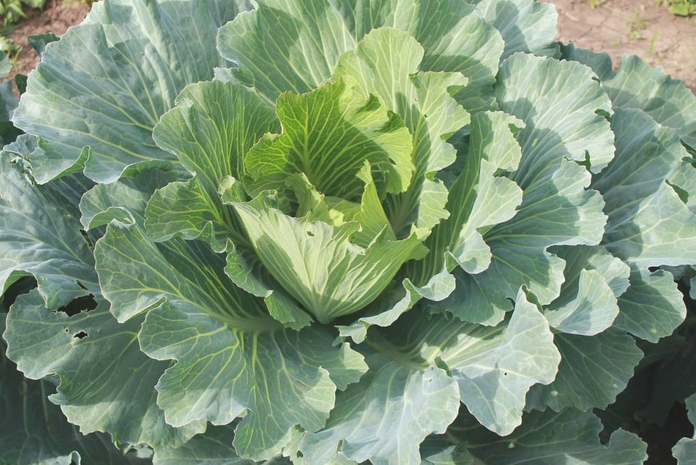 А вот кочан уже начал завязываться! Осталось совсем немного... 