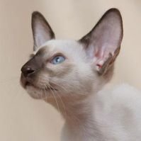 Фото сиамской кошки