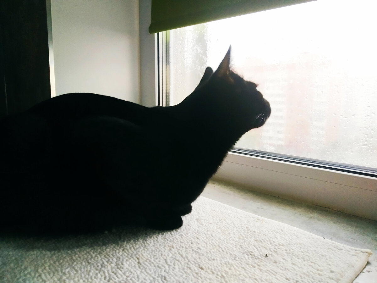Кот Тихон.